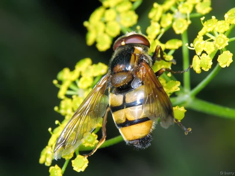 Volucella inanis (Linnaeus, 1758)